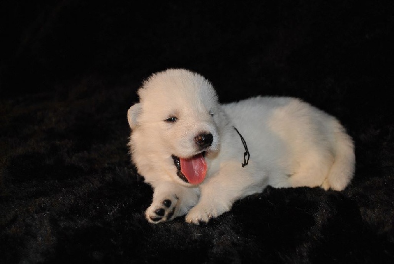 Bleizi Asgard - Berger Blanc Suisse - Portée née le 05/08/2014